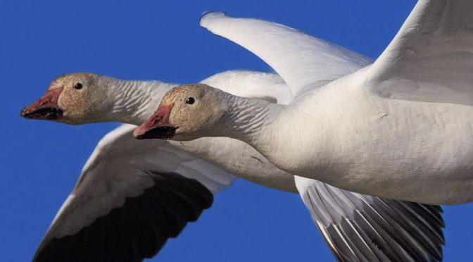 Spending time with the Snow Geese in eastern North Carolina